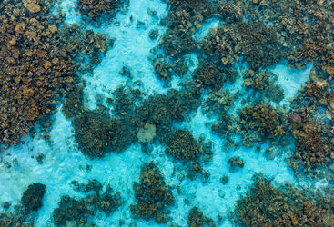 overhead of coral reef