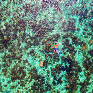 Overhead of snorkeller on the reef