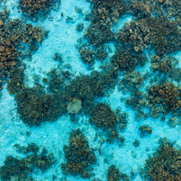 overhead of coral reef