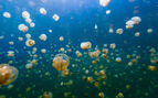 Underwater photo of endemic golden jellyfish in lake at Palau