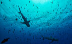 Grey reef sharks, Blue Corner - Palau