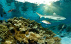 black tip reef shark over coral in the seychelles