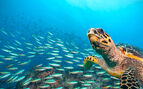 close up of a turtle with a school of fish in the background in blue water