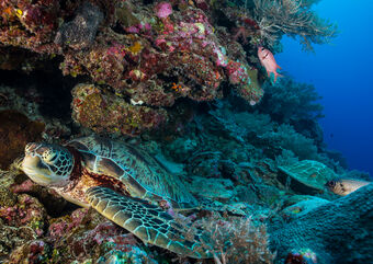 Sea turtle swimming among the rich coral reefs of Palau