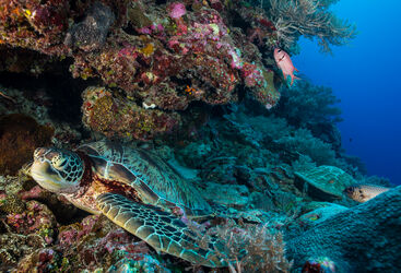 Sea turtle swimming among the rich coral reefs of Palau