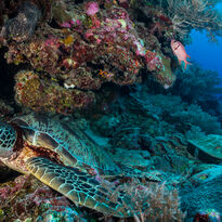Sea turtle swimming among the rich coral reefs of Palau