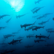Large school of hammerhead sharks at Galapagos Islands.