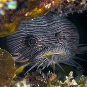 A close up of the splendid toadfish hiding under a rock in Cozumel