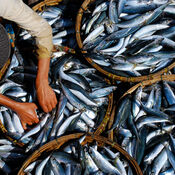 Above shot of fish in wicker baskets at a fish market