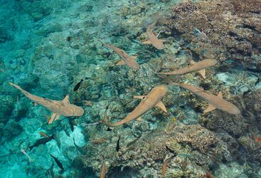 Top view of black tip reef sharks swimming in shallow waters