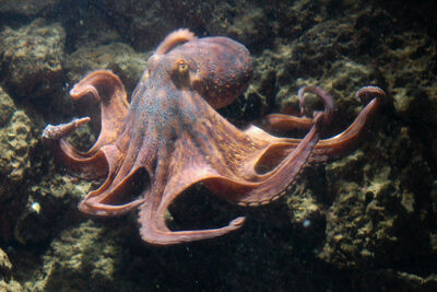 a common octopus sitting on some rocks underwater 