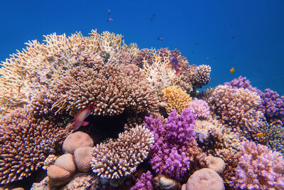 Beautiful colourful healthy coral reef with diversity of hard corals