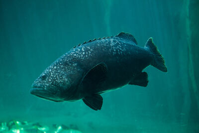 Giant grouper swimming in blue water