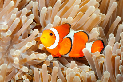 clown fish swimming among the tentacles of its anemone home