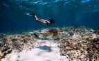 female snorkeler in shallow clear water with a turtle