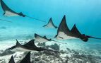 a group of spotted manta rays swimming in clear blue water