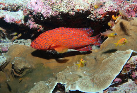 a coral grouper with small yellow reef fish among coral in the Seychelles