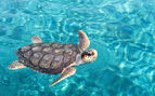 Photo of a turtle swimming on the surface of clear blue water