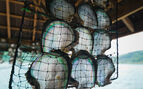 Large Pearl Oysters in their typical cultivation fishing net hanging from the roof of pearl farm hut..