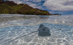 a sting way swimming in shallow clear waters over white sand in French Polynesia