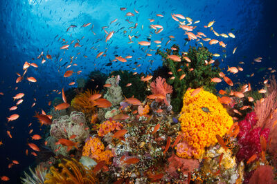 underwater photo of a colourful coral reef with tropical fish