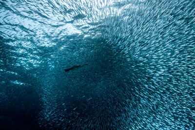 underwater photo of thousands of sardines