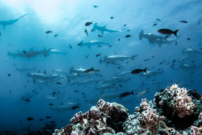 Underwater photo of a group of hammerhead sharks and a coral reef
