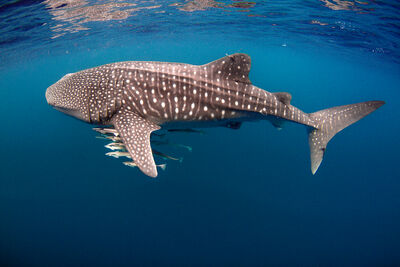 Underwater photo of a whale shark swimming close to the surface with fish swimming below it