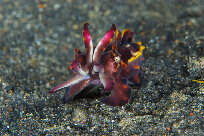 close up underwater photo of a flamboyant cuttlefish sitting on black silt