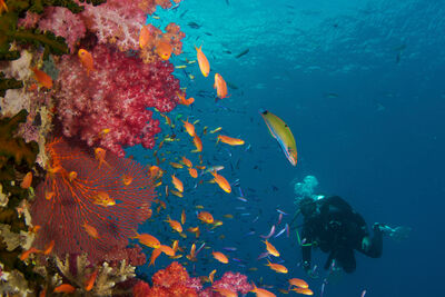 underwater photo of a diver exploring a coral covered wall in Fiji