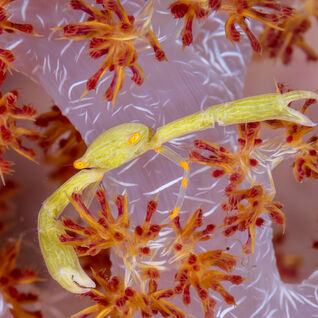 Underwater photography of tropical reef species in Papua New Guinea