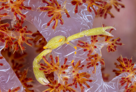 Underwater photography of tropical reef species in Papua New Guinea