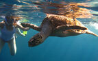 Underwater photo of a turtle and a female snorkeler
