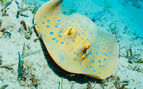 underwater photo of a bluespotted stingrays on a sandy seabed