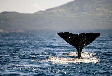 Close up of a sperm whales tail poking out of the water with mountains in the background