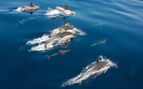 Above water photo of dolphins in the sea swimming on the surface