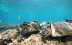 Sea Turtles under water in Al Dimaniyat Islands in Sultanate of Oman