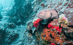 A giant morey eel poking its head out of corals underwater