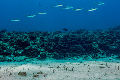 underwater photo of the seabed with garden eels poking their heads from the sand while fish swim above in clear blue waters