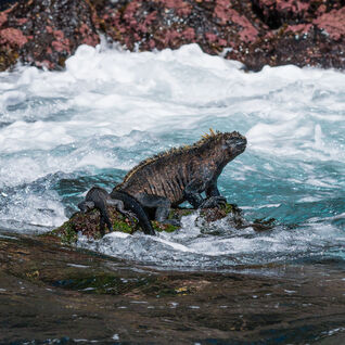A marine iguana sitting on a rock at the waters edge in the Galapagos