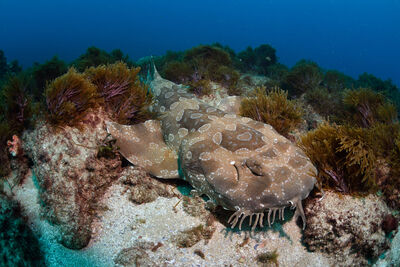 underwater photo of a spotten wobbegong shark resting on corals in clear waters