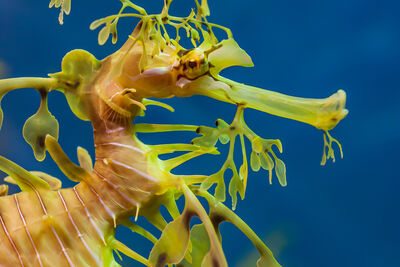 Close up portrait image of a leafy seadragon with a blue background