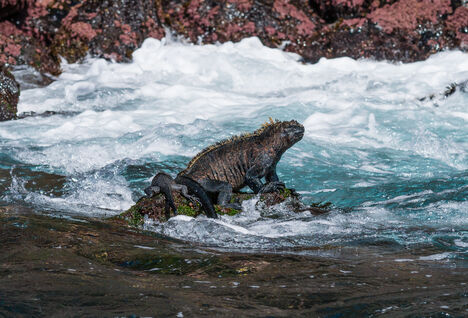 A marine iguana sitting on a rock at the waters edge in the Galapagos