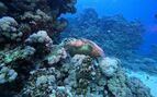 underwater photo of a turtle on coral in the Red Sea