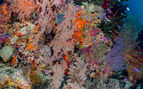 underwater photo of colourful corals