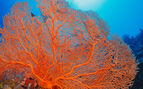 underwater photo of a red coral in blue water