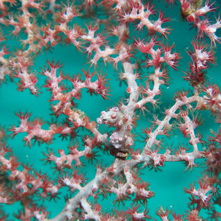 Close image of a pygmy seahorse sitting on light pink coral  
