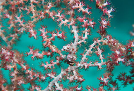 Close image of a pygmy seahorse sitting on light pink coral