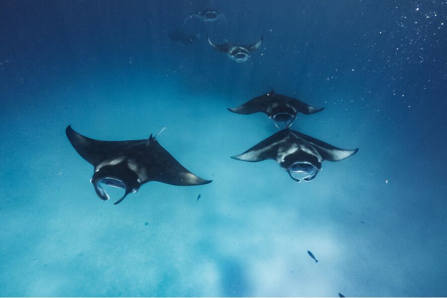 underwater photo of manta rays swimming in clear blue water