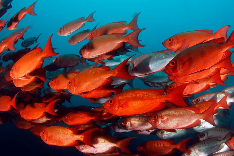 Underwater photo of a school of red fish swimming in blue water